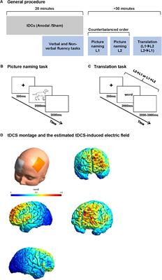 Dorsolateral Prefrontal Transcranial Direct Current Stimulation Modulates Language Processing but Does Not Facilitate Overt Second Language Word Production